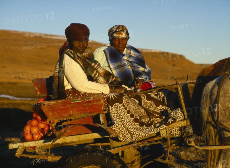 SOUTH AFRICA, Orange Free State, Tribal Peoples, "Basotho women in horse drawn cart, oranges on back. "