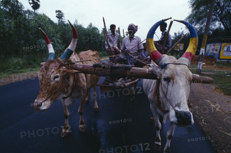 10123401 INDIA Tamil Nadu Transport Pair of oxen with painted horns pulling wooden cart