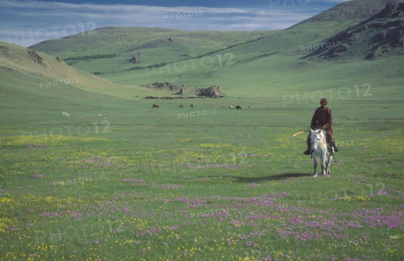 MONGOLIA, People, Mongolian Horseman in green valley