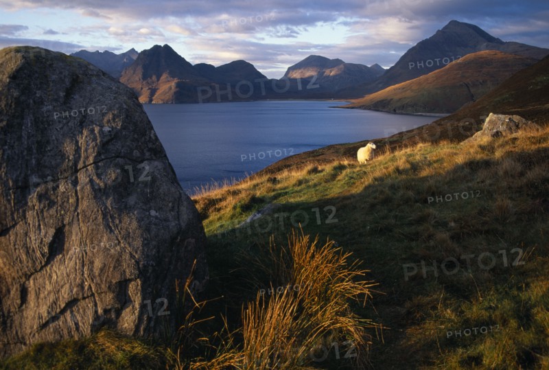 SCOTLAND, Isle of Skye, Cullin Hills, Single sheep beside granite boulder overlooking Loch Scavaig with the Cullin Hills beyond.