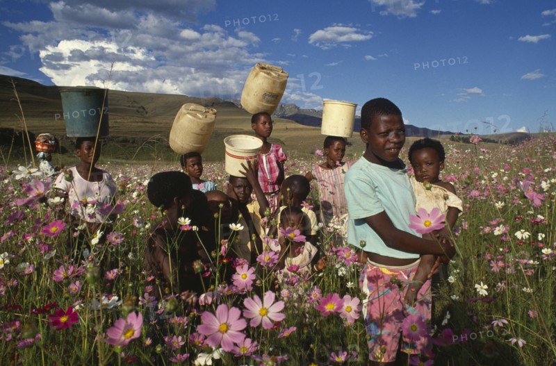 SOUTH AFRICA, KwaZulu Natal, Loteni, Zulu children carrying tubs of water on their heads in colourful field with pink flowers