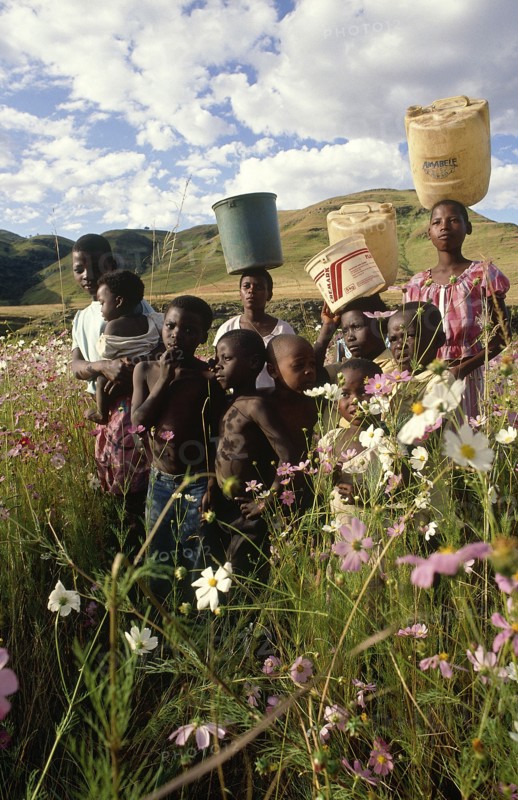 SOUTH AFRICA, KwaZulu Natal, Group of children carrying tubs for water on their heads in field of flowers