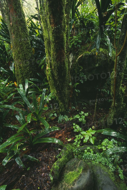 SOUTH AFRICA, Mpumalanga, Near Grasskop, Rain forest interior At God's Window.
