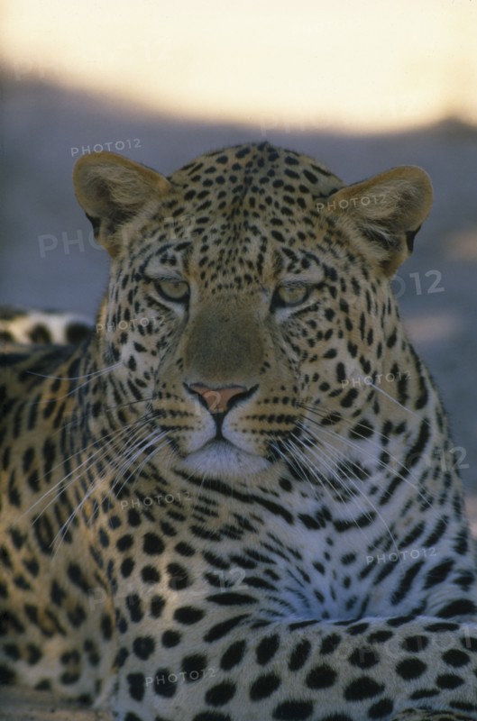 SOUTH AFRICA, Animals, Portrait of resting Leopard.