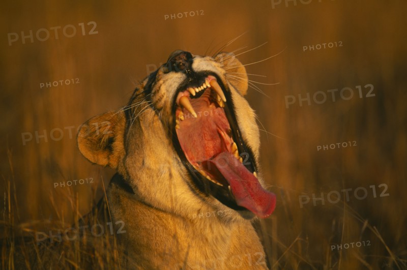 SOUTH AFRICA, Gauteng, "Lion and Rhino park, portrait of yawning lioness (Panthera Leo). "