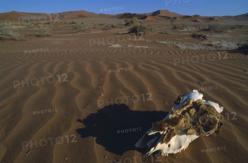 NAMIBIA, Namib Desert, Skull on sand dune.