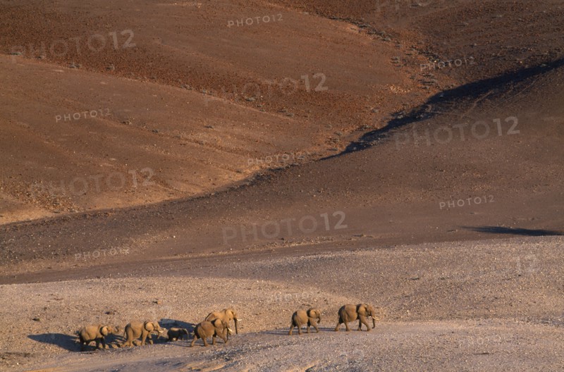 NAMIBIA, Kaokoland  , "Elephants, desert roaming ecotype crossing desert at Purros general view. "