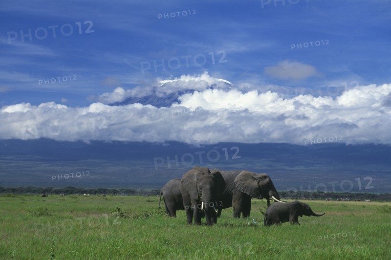 KENYA, Amboseli National Park, "Elephants with baby on grass, snow peaked mountains behind with cloud."