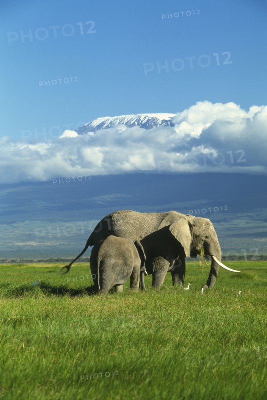 KENYA, Amboseli National Park, "African elephant with baby, mt. Kilimanjaro in background surrounded by cloud. Formerly Kaiser-Wilhelm-Spitze, is an inactive stratovolcano."