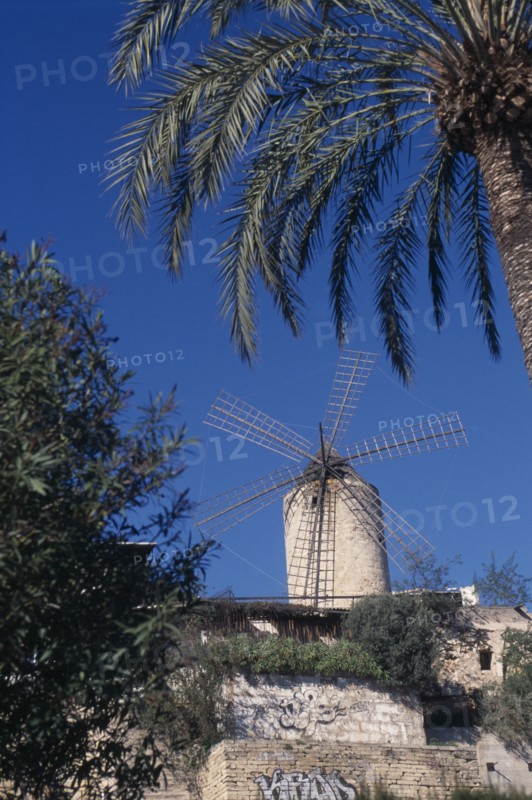 SPAIN, Balearic Islands, Majorca, Palma. Traditional windmill framed by overhanging palm. Grafitti on foreground walls