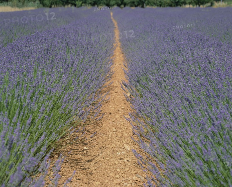 FRANCE, Provence  Cote D'Azur, Alps-de-Haute, Digne fields of lavender