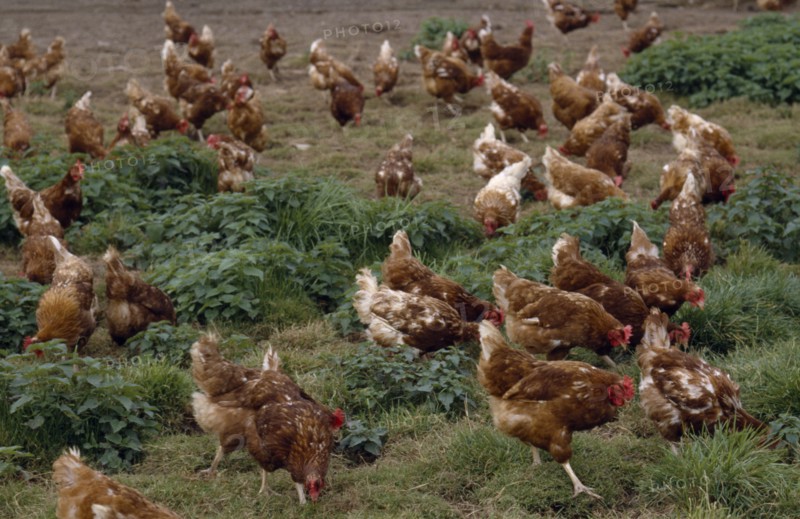 AGRICULTURE, Farming, Poultry, Free range chickens roaming field.