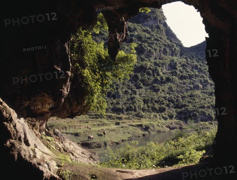 CHINA, Guangxi, Rongshui , Looking out from Limestone Cave to cattle grazing on riverside terraces