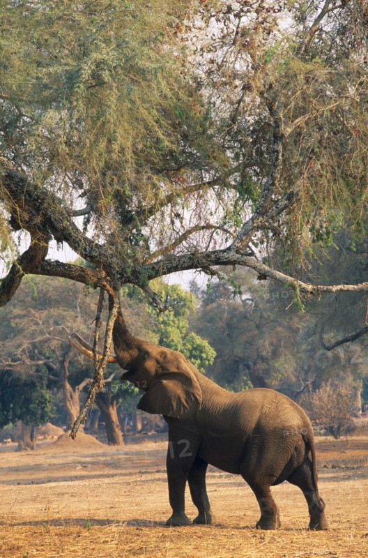 ZIMBABWE, Mana Pools National Park, Elephant (Loxodonta Africana) reaching up to pull seeds from Ana tree.