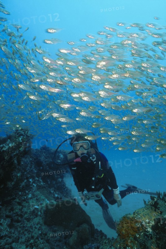 SEA, Underwater, Scuba Diving, Diver in the Indian Ocean off Mozambique swimming through a school of Glassies (Ambassis gymnocephalus) above a coral reef