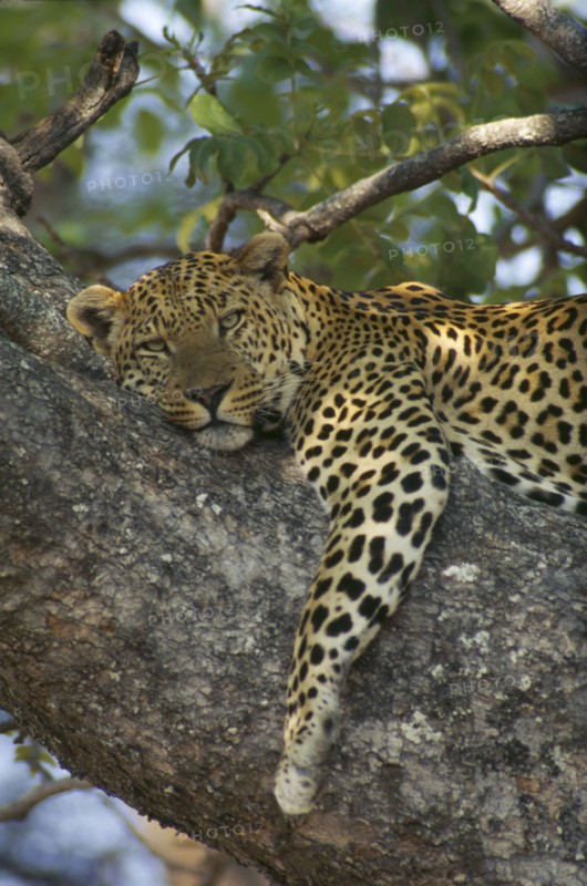 BOTSWANA, Okavango, Leopard lying in tree.