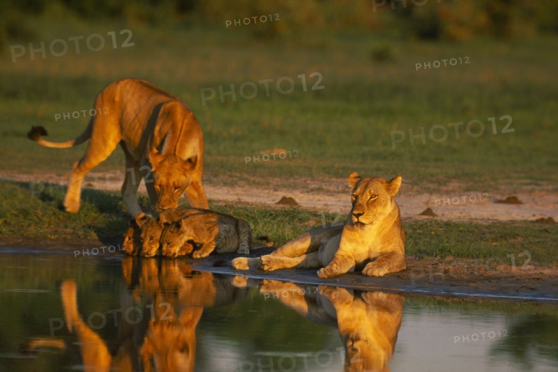 BOTSWANA, Savuti, Lioness and cubs drinking at waterhole (Panthera Leo)