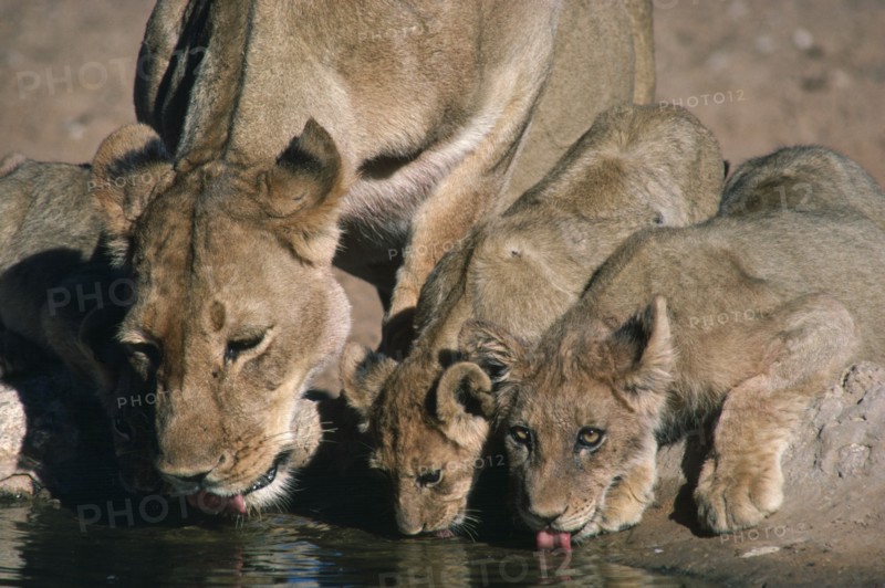 BOTSWANA, Kalahari, Lion and cubs drinking from waterhole.