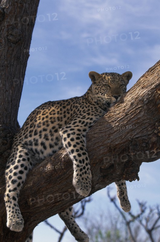 NAMIBIA, Harnas, Young adult leopard (Panthera pardus) lying in tree