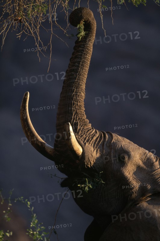 NAMIBIA, Kaokoland, African elephant (Loxodonta africana) with large tusks feeding from a tall tree in the haonib River bed