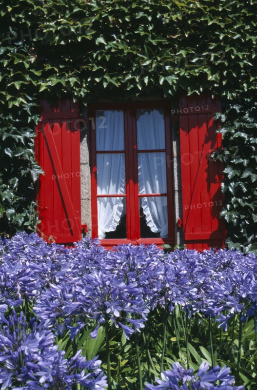 FRANCE, Brittany, Ile De Brehat , Red shuttered window with ivy growing on surrounding wall and mauve flowers in the foreground