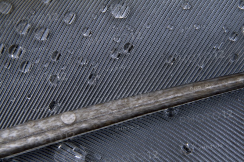 BIRDS , Detail, Feather, Pigeon feather with water droplets