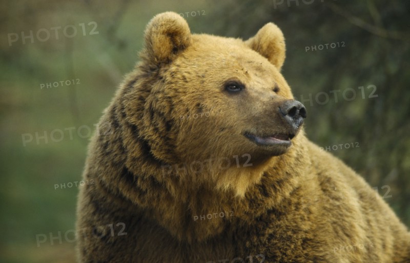ANIMALS, Bear, Brown Bear (Ursus arctos).  Single animal in captivity.