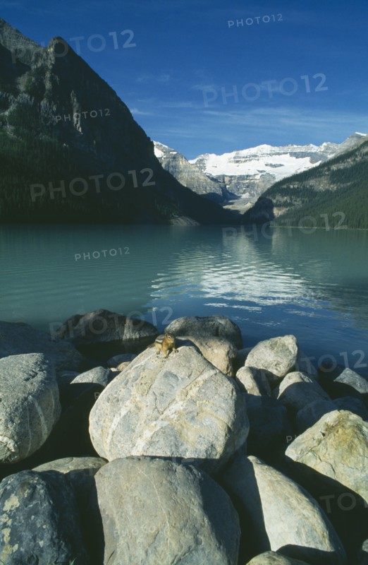 CANADA, Alberta, Banff National Park, Lake Louise with chipmunk on rock in foreground.