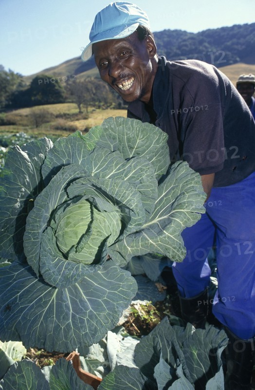 SOUTH AFRICA, KwaZulu Natal, Dargle, Zulu man with conquistador variety of cabbage growing on a farm in the Dargle area of KZN Midlands