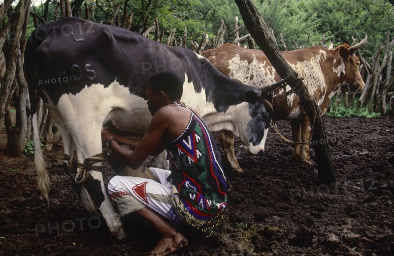 SOUTH AFRICA, KwaZulu Natal, Melmoth, Zulu man milking Nguni cow in cattle enclosure at Simunye Lodge