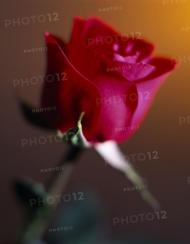 FLOWERS, Rose, Still life of single red Rose with green stem