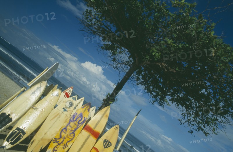 INDONESIA, Bali , Kuta Beach, Surf boards leaning against a tree with the sea behind