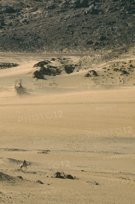 EGYPT, Aswan , Camel and rider in desert