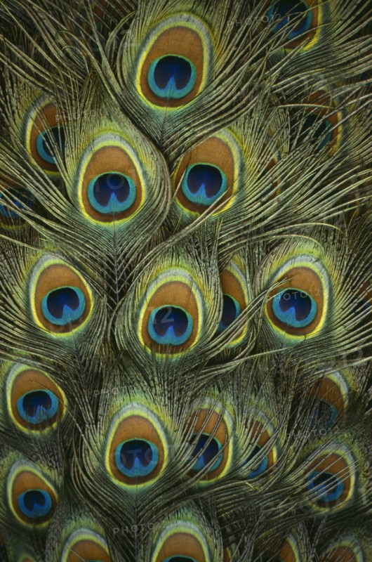 BIRDS, Peacock, Detail of plumage.
