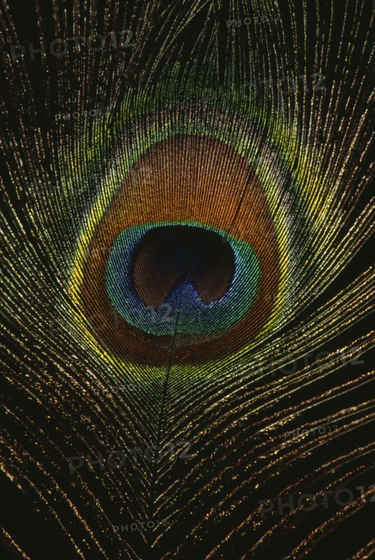 BIRDS , Peacock , Detail of plumage.