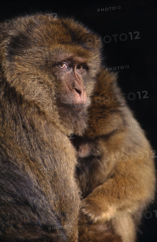 ANIMALS, Apes, Barbary Ape (Macaca Sylvanus) in captivity  Norfolk England