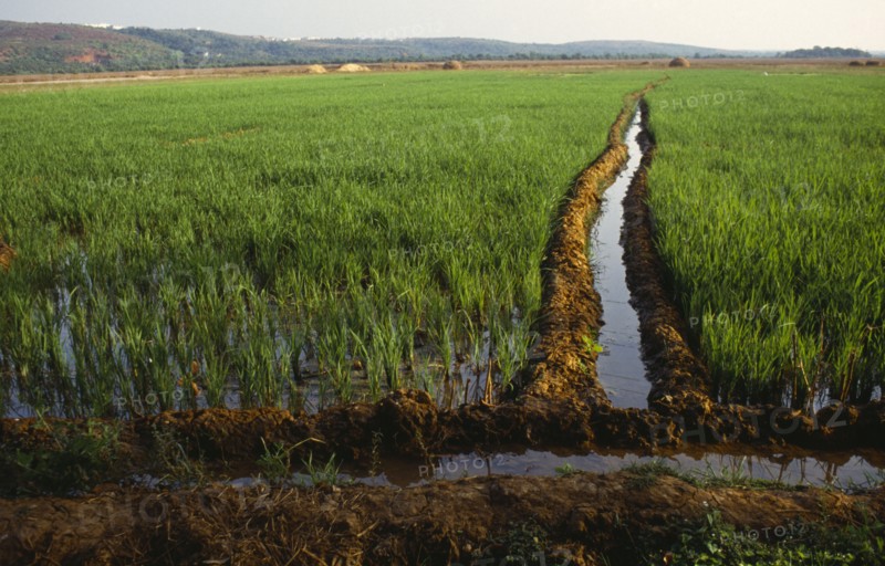 INDIA, Goa , Calangute, Irrigation channel through rice field.