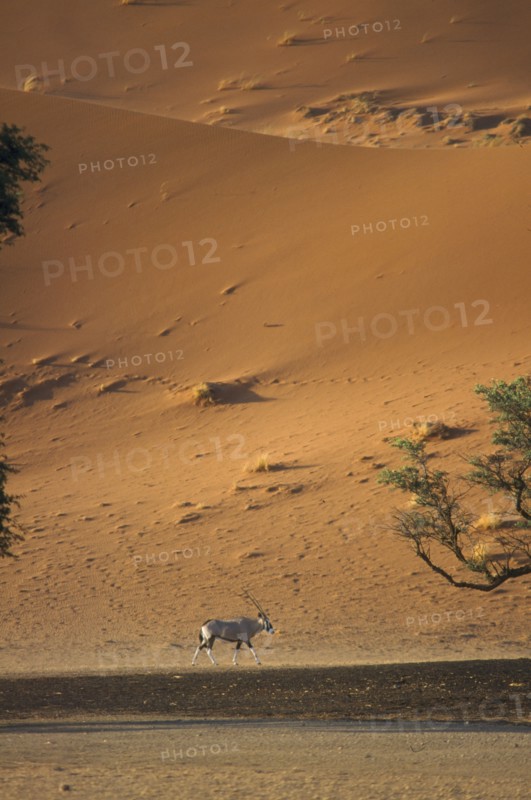 WILDLIFE, Oryx, Oryx standing in desert below sand dune in Namibia