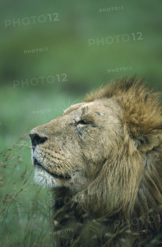 WILDLIFE, Big Game, Cats, Male Lion (panthera leo) portrait in Ngorongoro Crater Tanzania