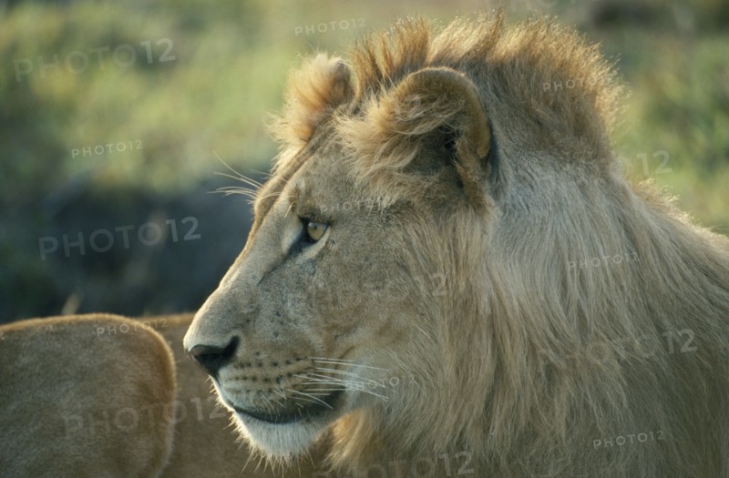 WILDLIFE, Big Game, Cats, Male Lion (panthera leo) in Masai Mara Kenya