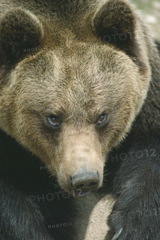 WILDLIFE, Bears, Brown Bear (ursus arctos) portrait in Abruzzo National Park Italy