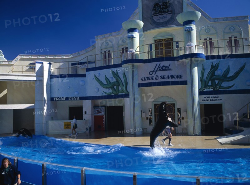 USA, Florida , Orlando , Seaworld. Clyde and Seamore Show with Dolphin in pool performing tricks above water