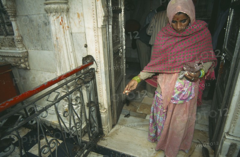 INDIA, Rajasthan , Deshnok, Karni Mata Temple interior with woman in traditional dress feeding the rats that inhabit it and are thought to be future incarnations of mystics and sadhus.