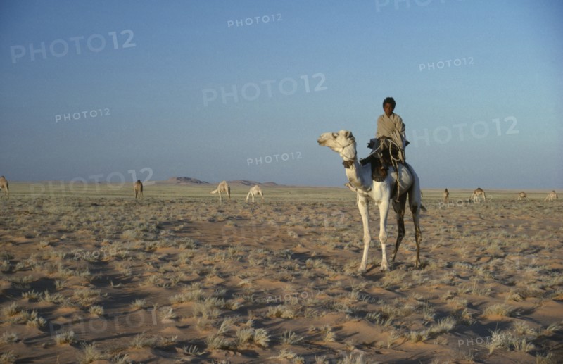 SUDAN, General, Bedouin camel herder with herd grazing in the background