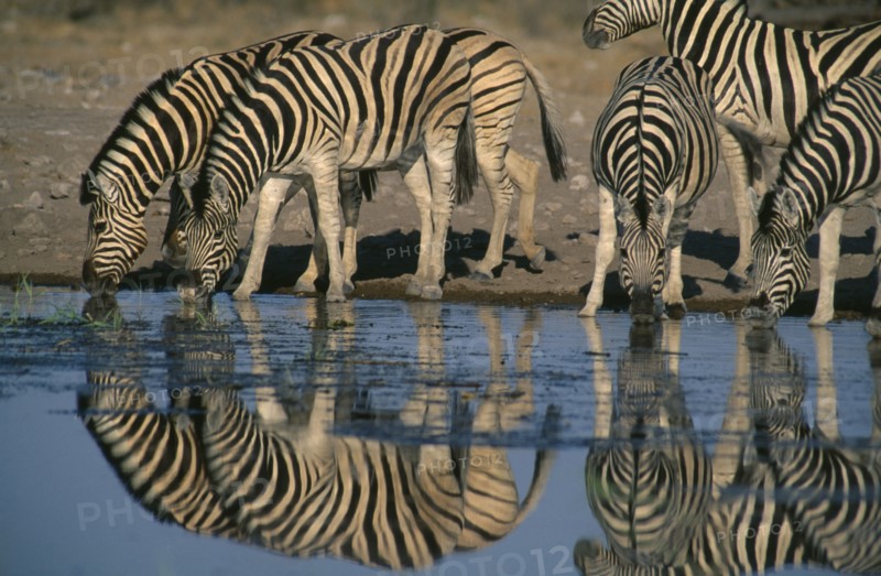 NAMIBIA, Etosha National Park, Zebra herd drinking at a waterhole