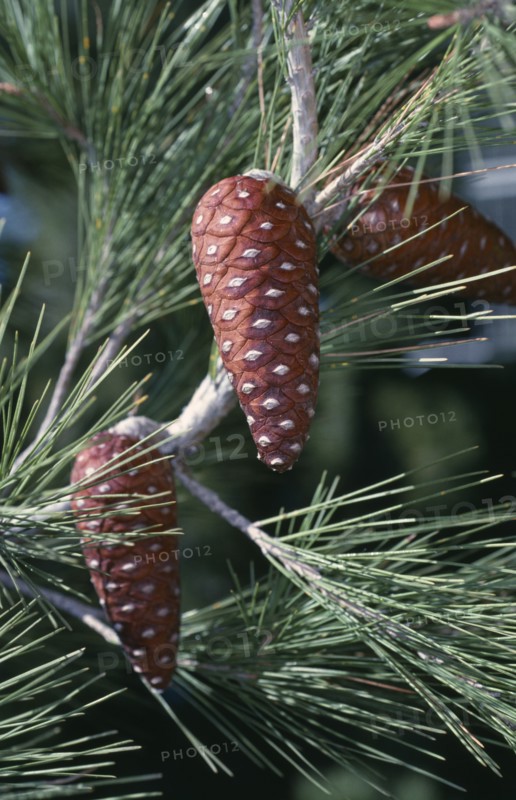 GREECE, Trees, Pine Cones on tree branch in Greece