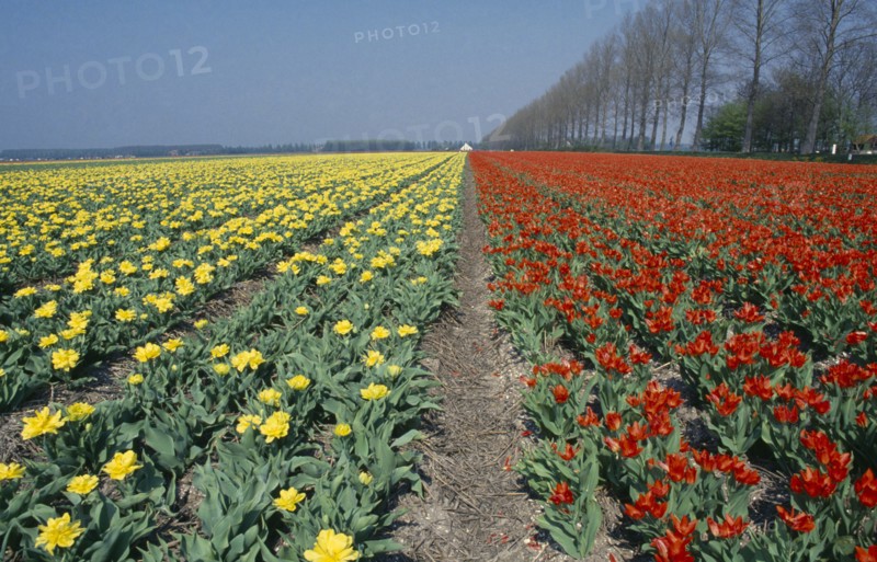 HOLLAND, Agriculture, Flowers, Bulb Fields. Field of broad strips of red and yellow tulips.