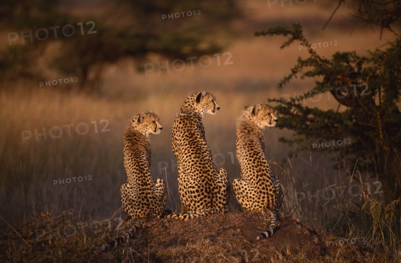 KENYA, Masai Mara, Cheetah with two cubs sitting on a mound with all three looking to the right
