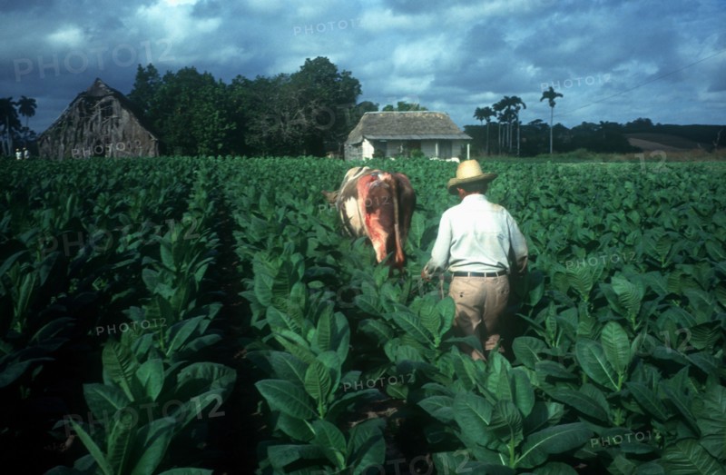 CUBA, Pinar Del Rio, Tobacco farmer working in field with ox drawn hoe.  Ox has large open sore on rump.