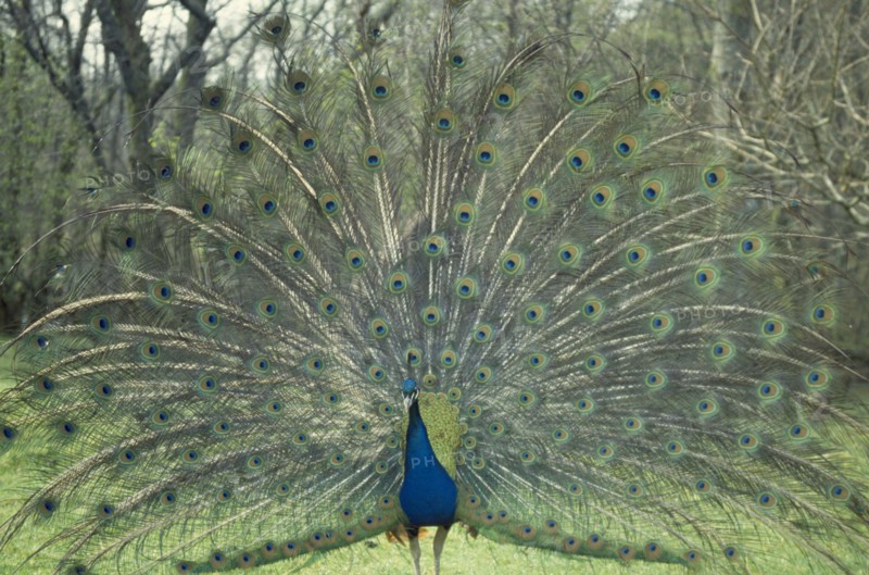 BIRDS ,  Peacock  , Feathers, Peacock displaying feathers